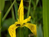 Biene auf gelber Schwertlilie